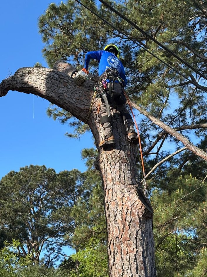 Lion Tree Service and Landscaping LLC project photo 22